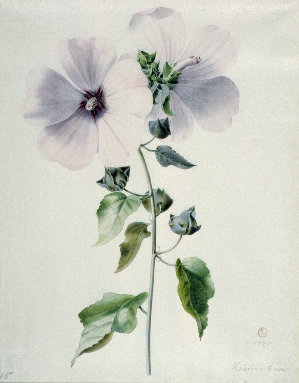 Musk Mallow, do século XVIII de Marie Anne
