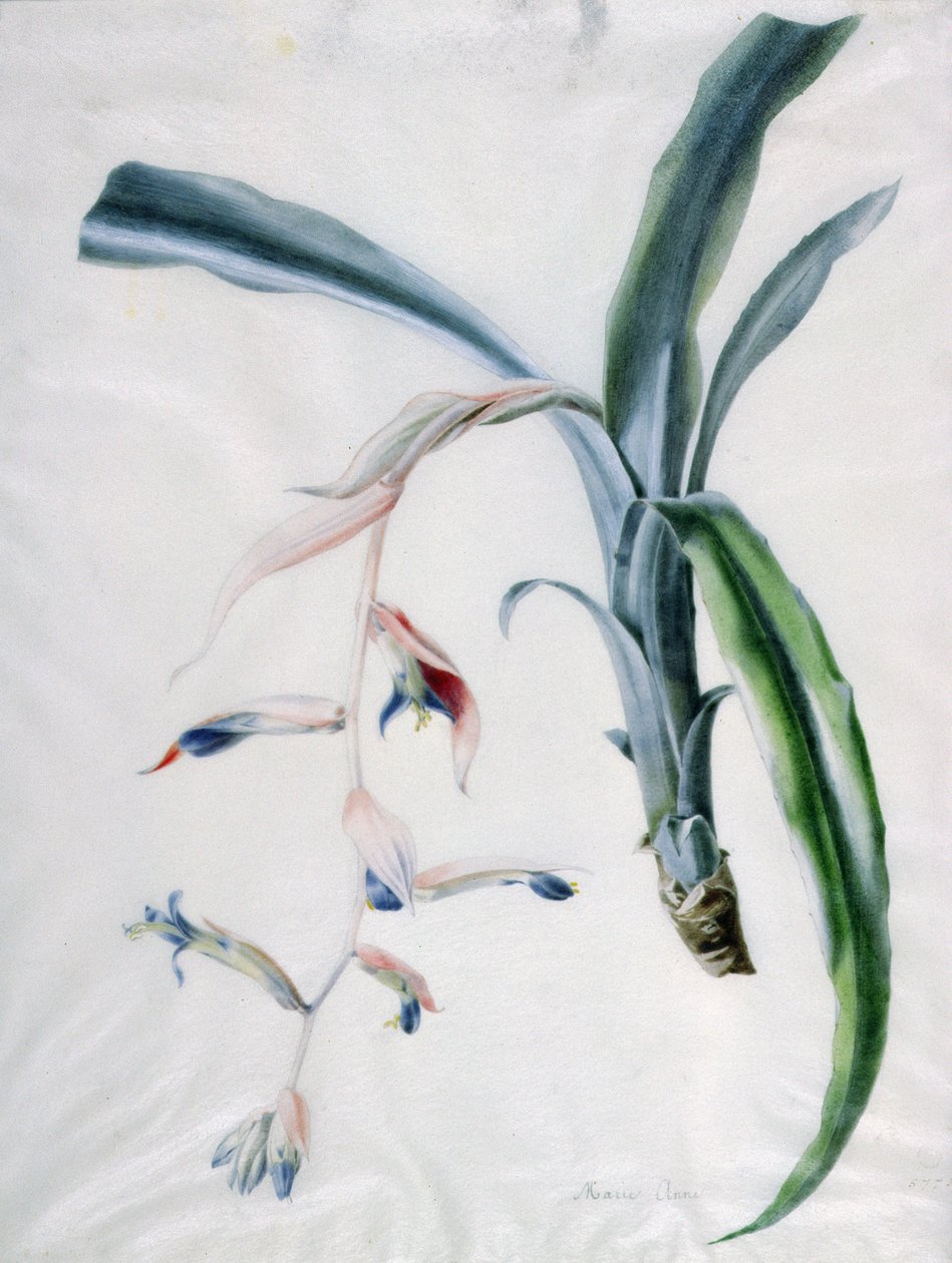 Orquídea do século XVIII de Marie Anne