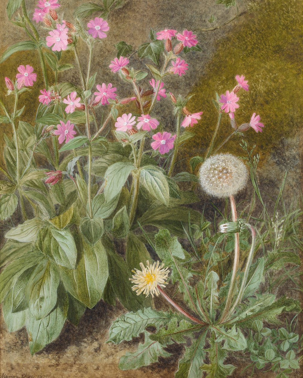 Rose Campions e Dandelion, 1875 (wc no papel) de Marion Chase