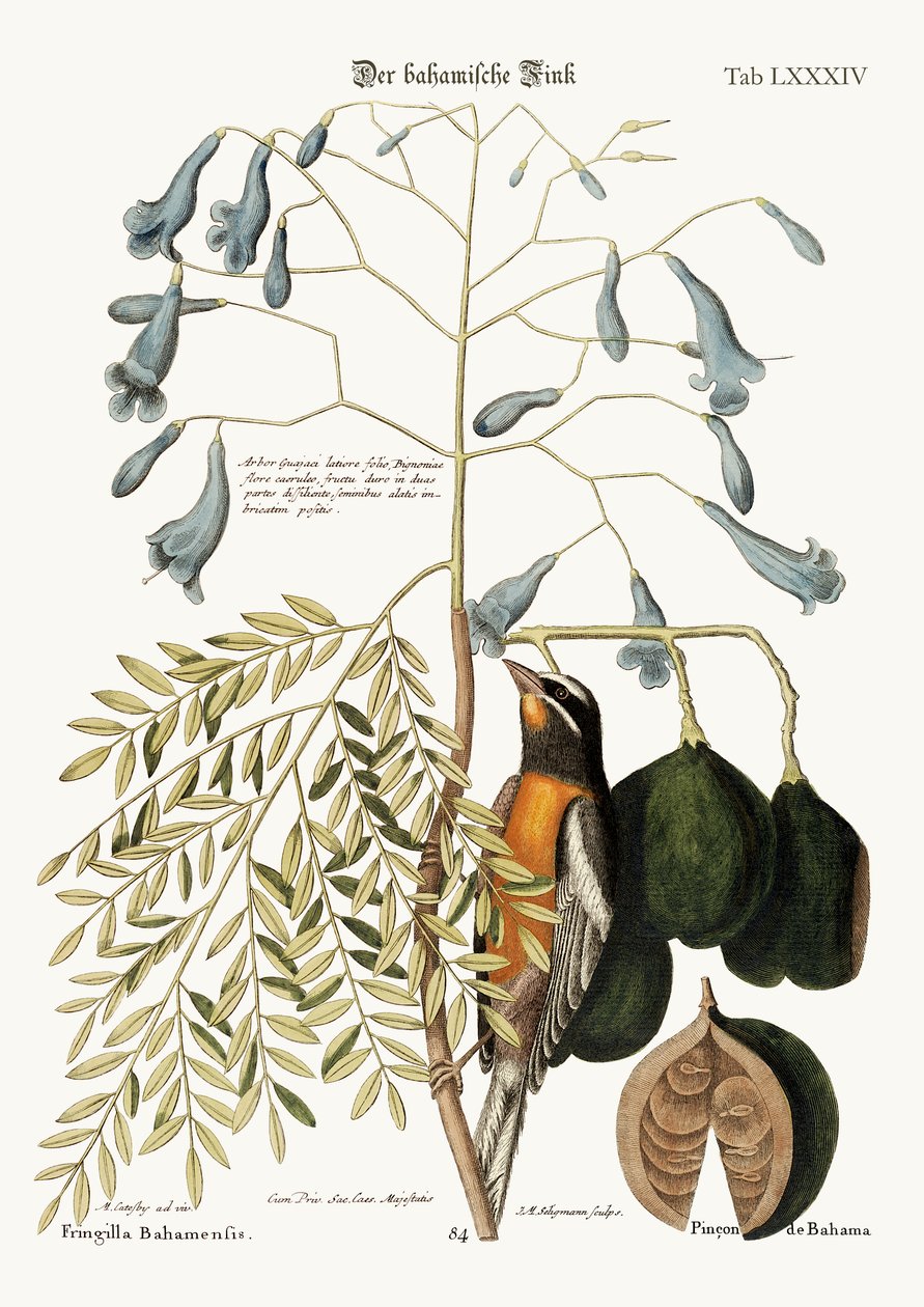 O Bahama Finch, 1749-73 de Mark Catesby