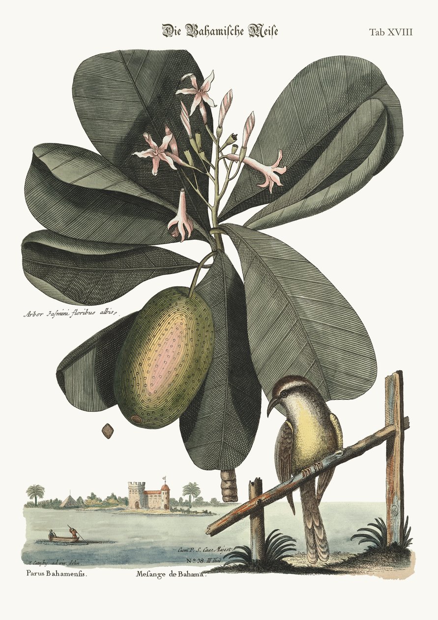 O Bahama Titmouse, 1749-73 de Mark Catesby