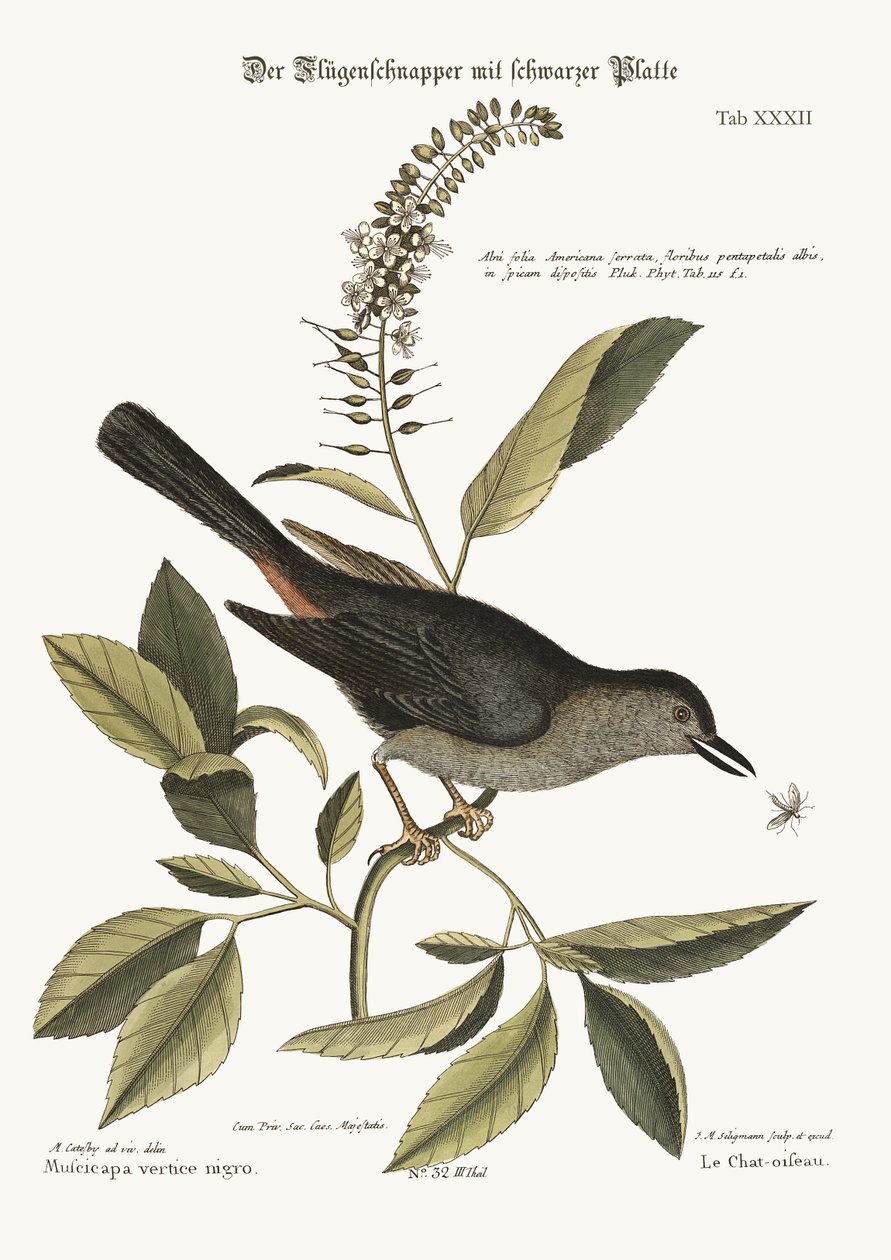 O Gato-Pássaro, 1749-73 de Mark Catesby