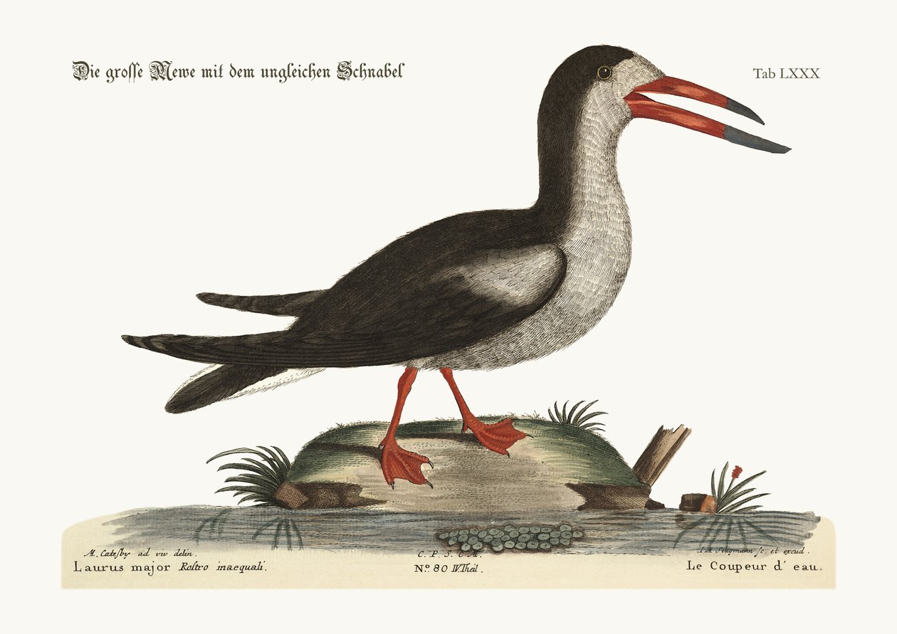 A água cortada, 1749-73 de Mark Catesby