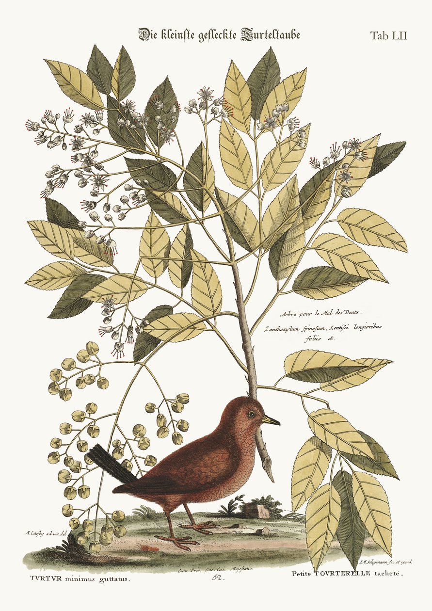 A pomba do chão, 1749-73 de Mark Catesby