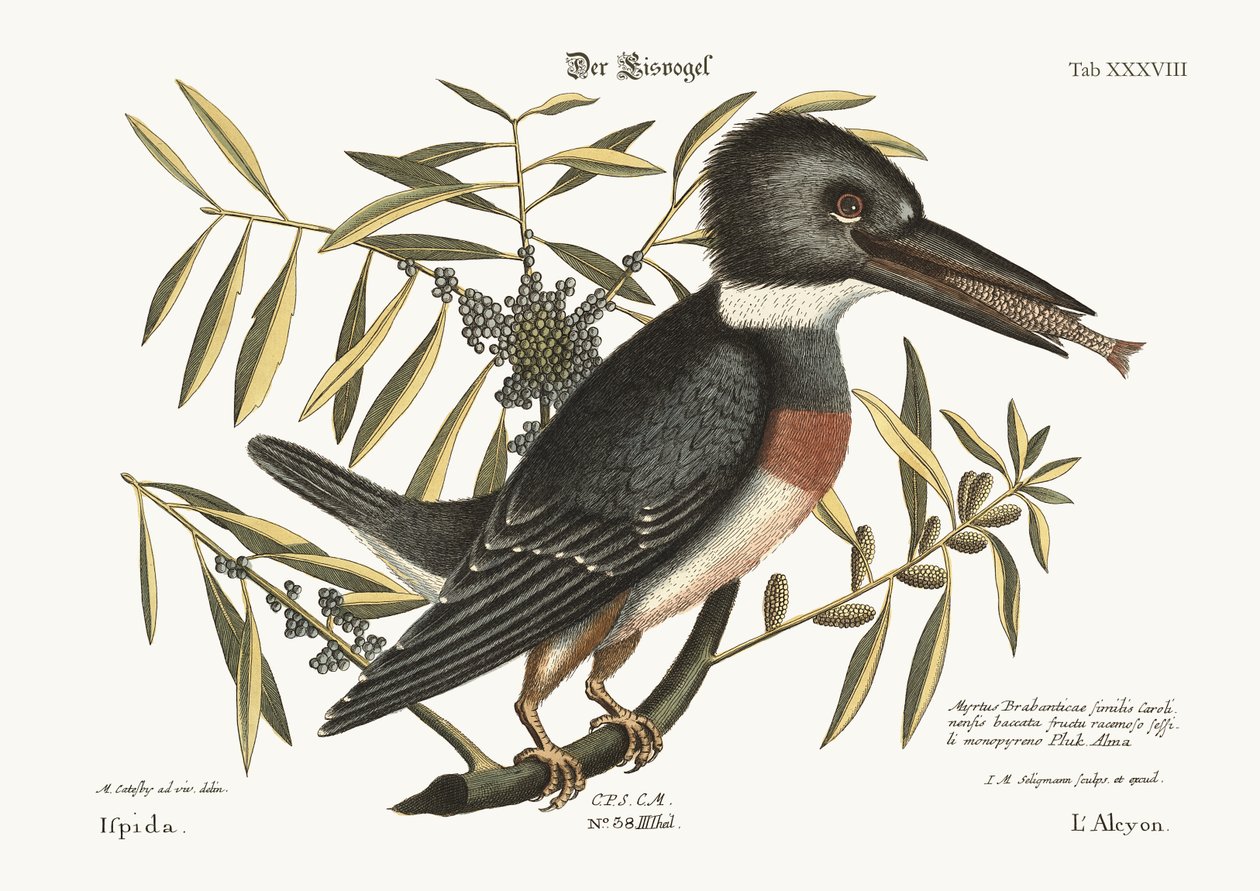O Martim-pescador, 1749-73 de Mark Catesby