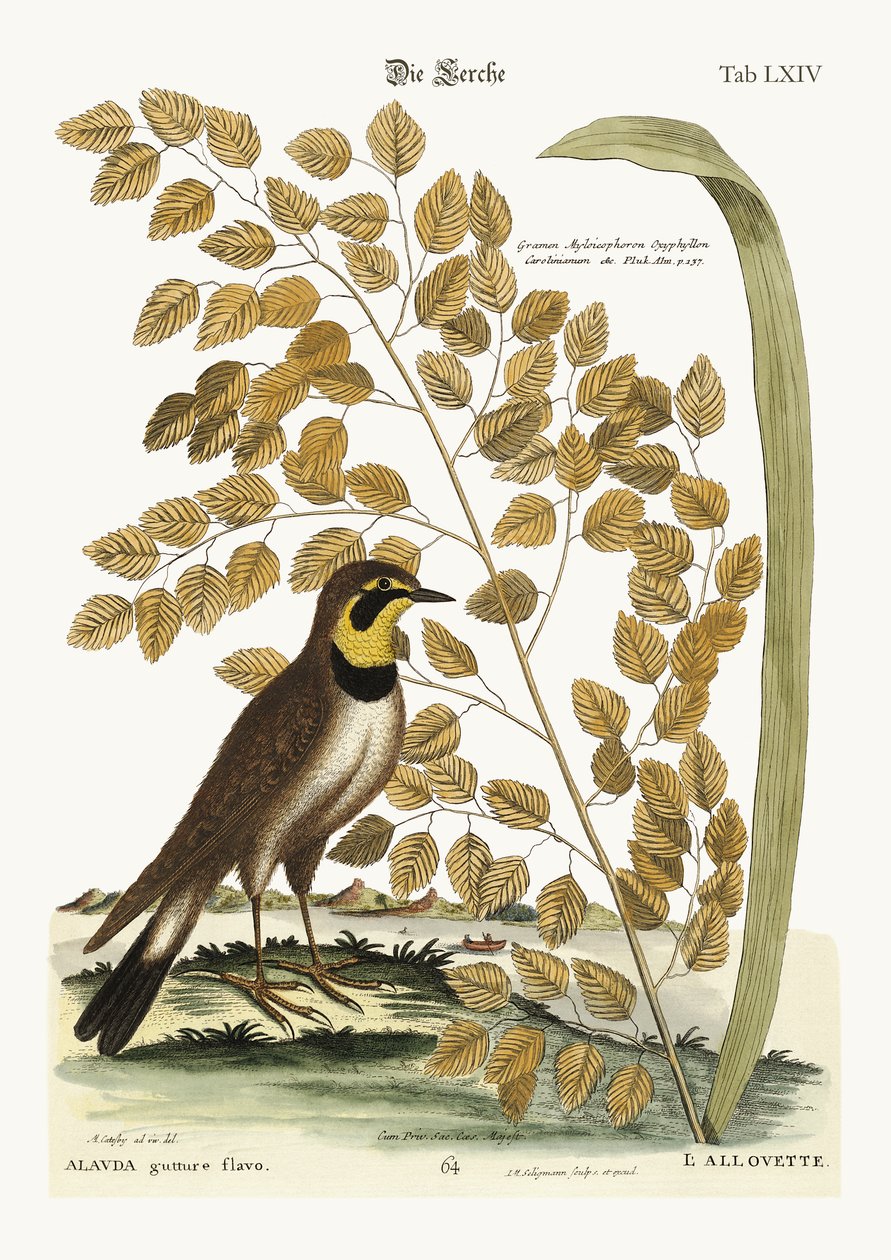 A cotovia, 1749-73 de Mark Catesby