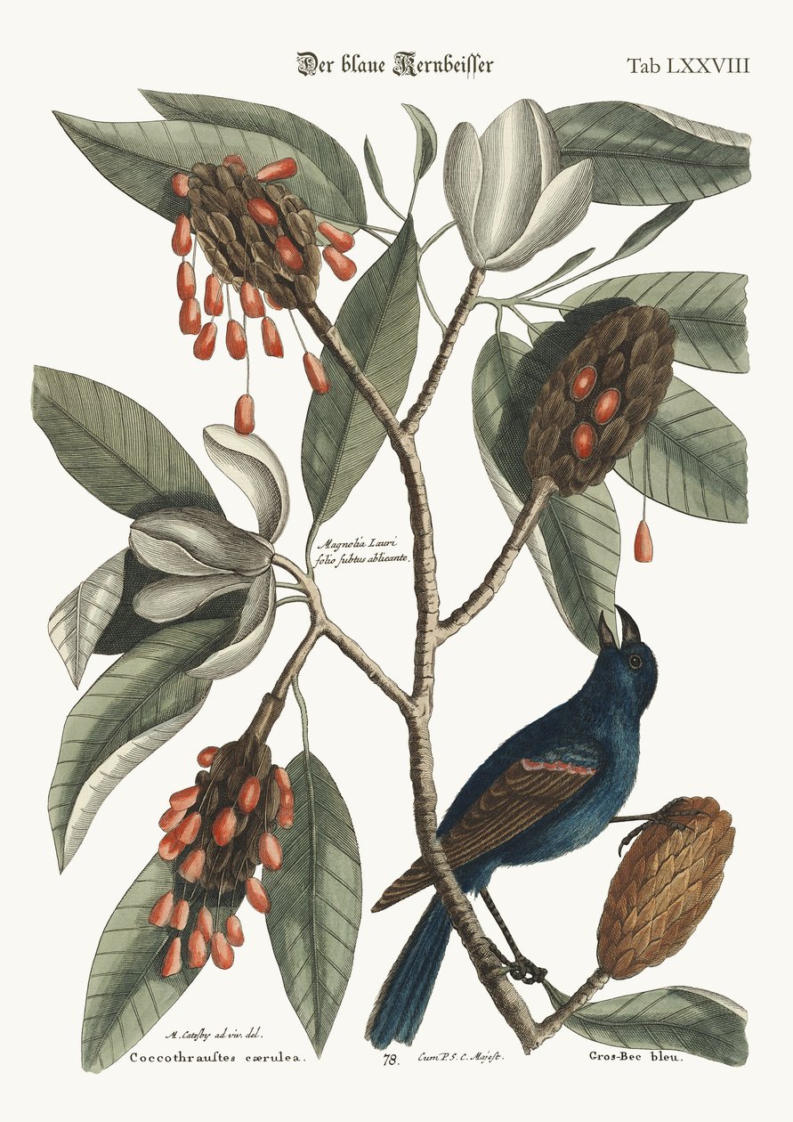 O bico-azul, 1749-73 de Mark Catesby