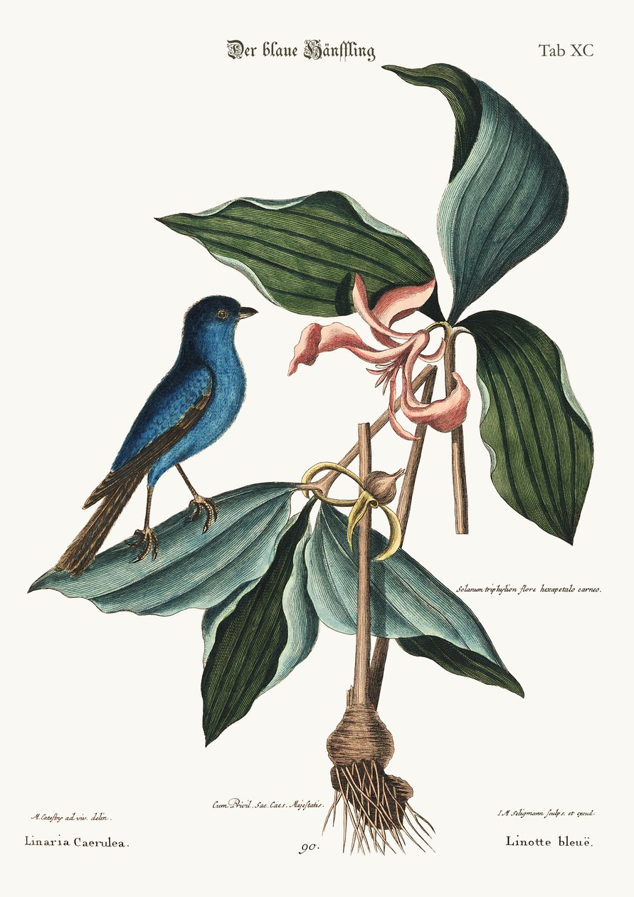 O Linnet azul, 1749-73 de Mark Catesby