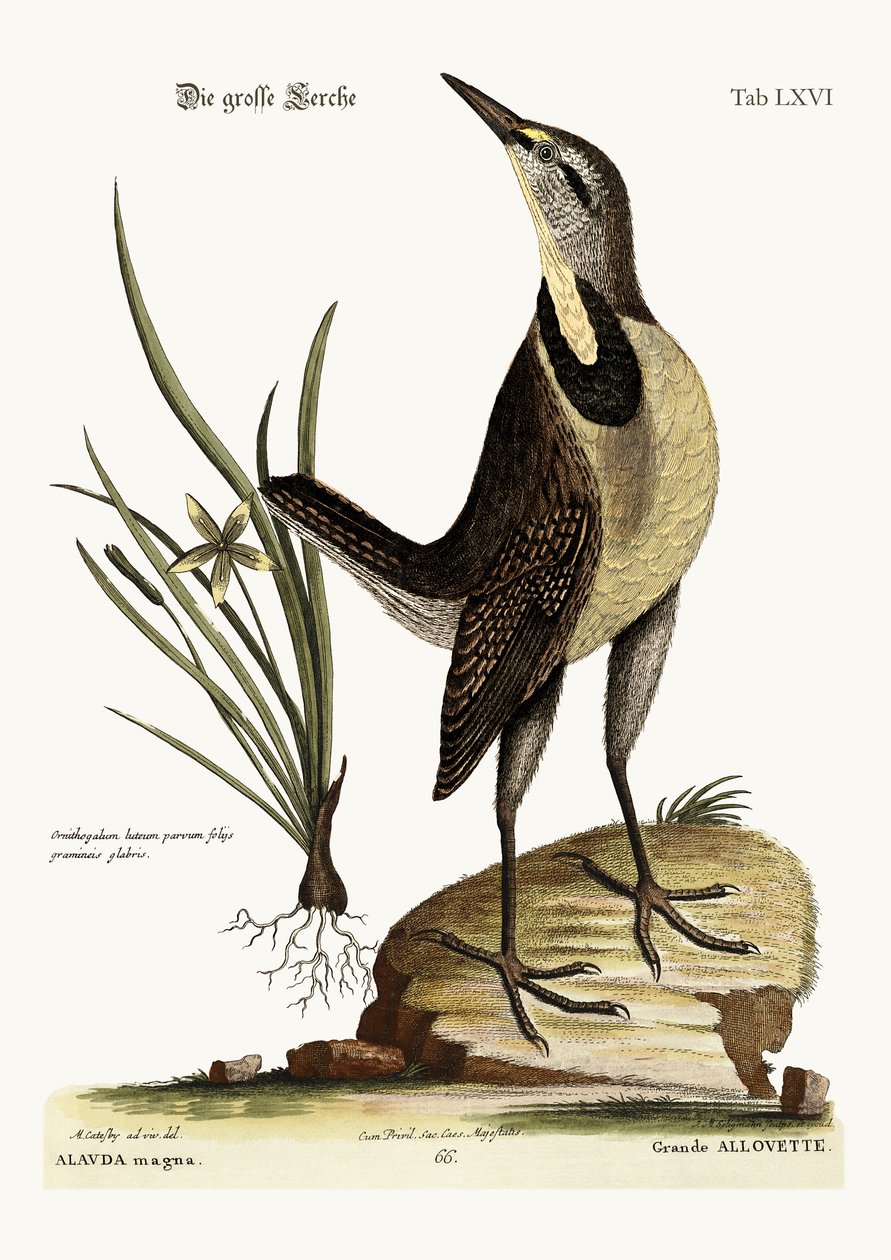A grande cotovia, 1749-73 de Mark Catesby