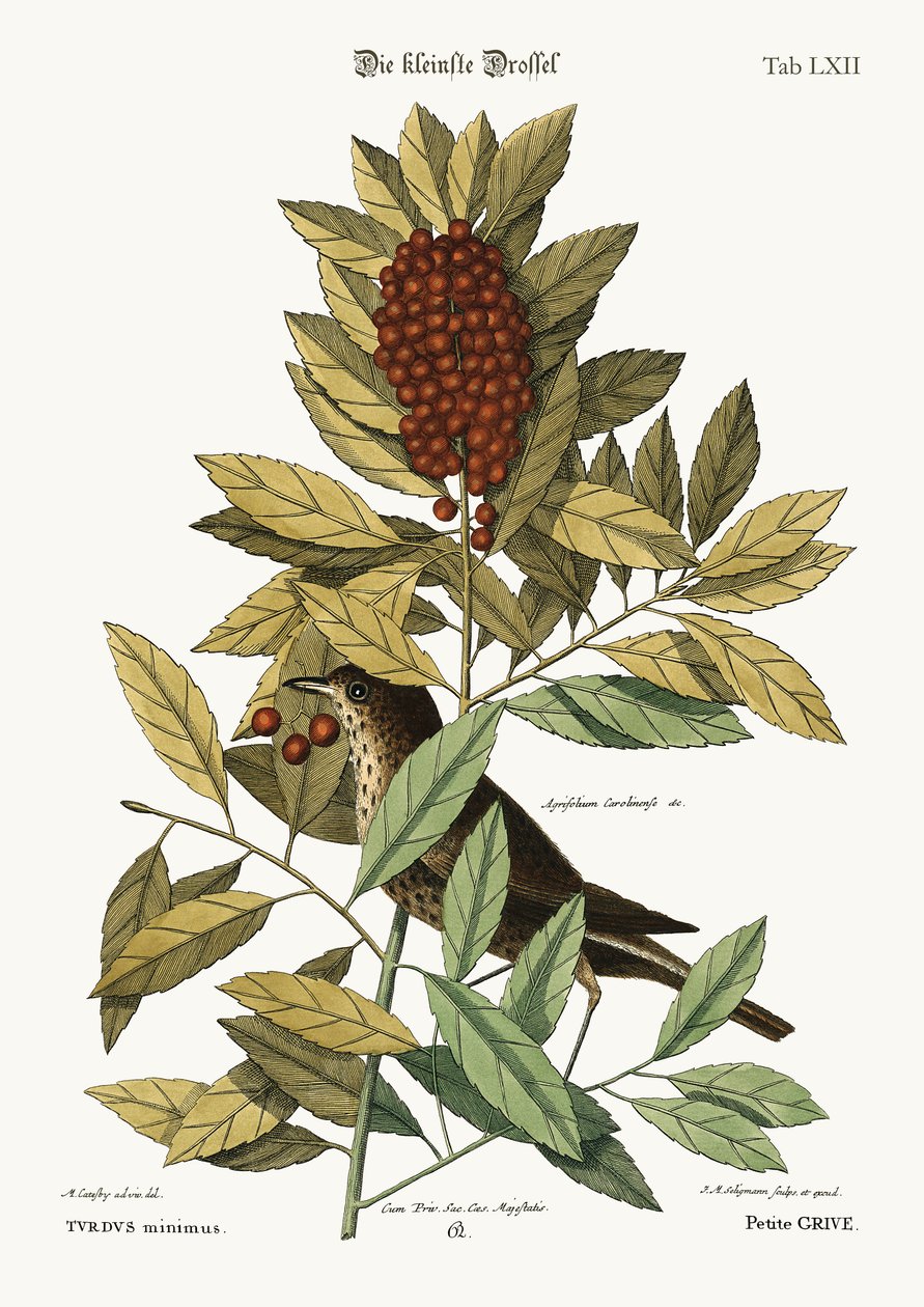 O pequeno tordo, 1749-73 de Mark Catesby