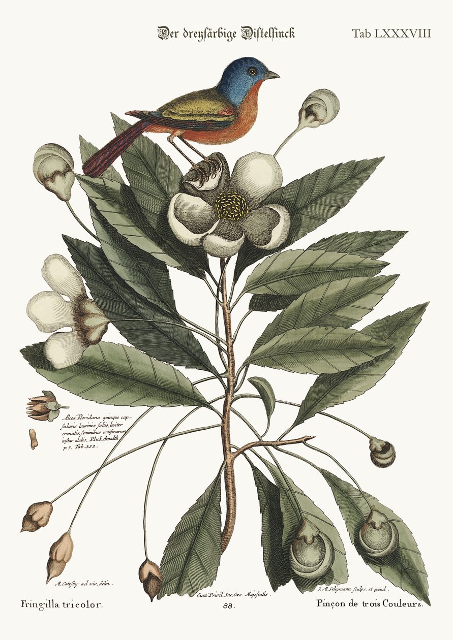 O Pintado, 1749-73 de Mark Catesby
