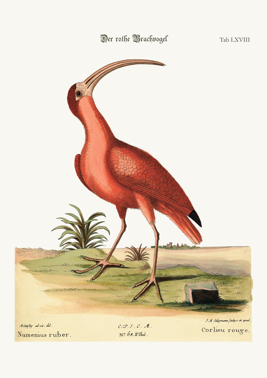 O maçarico vermelho, 1749-73 de Mark Catesby