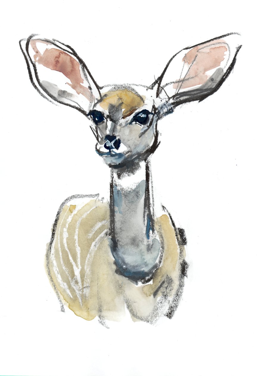 Kudu Fawn, Sarara, 2018 de Mark Adlington