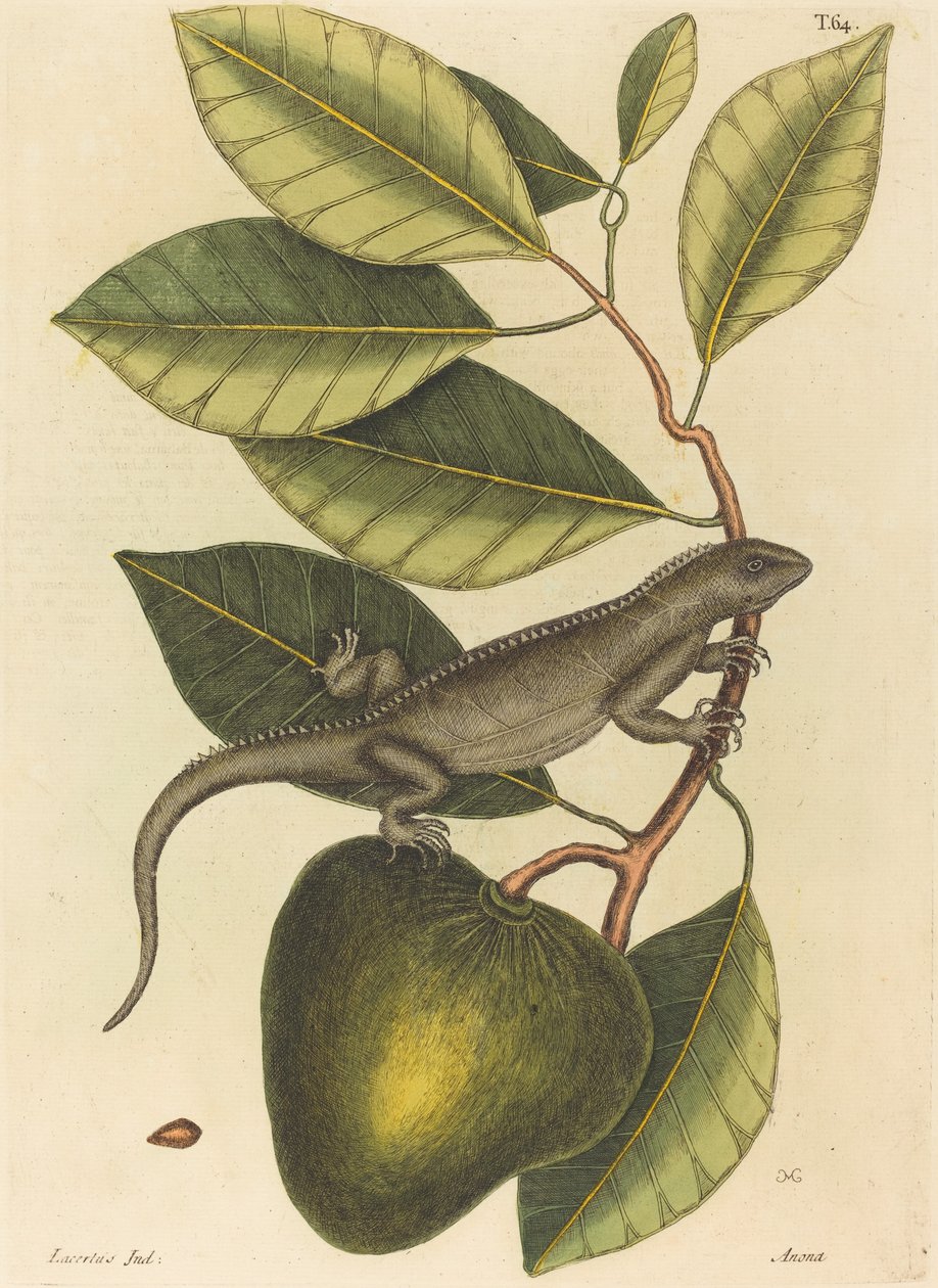 O Guana (Lagarto Iguana) de Mark Catesby