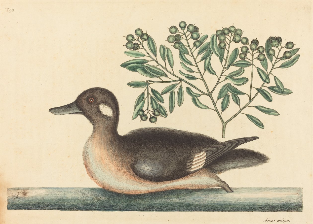 O Pato Marrom (Anas rustica) de Mark Catesby