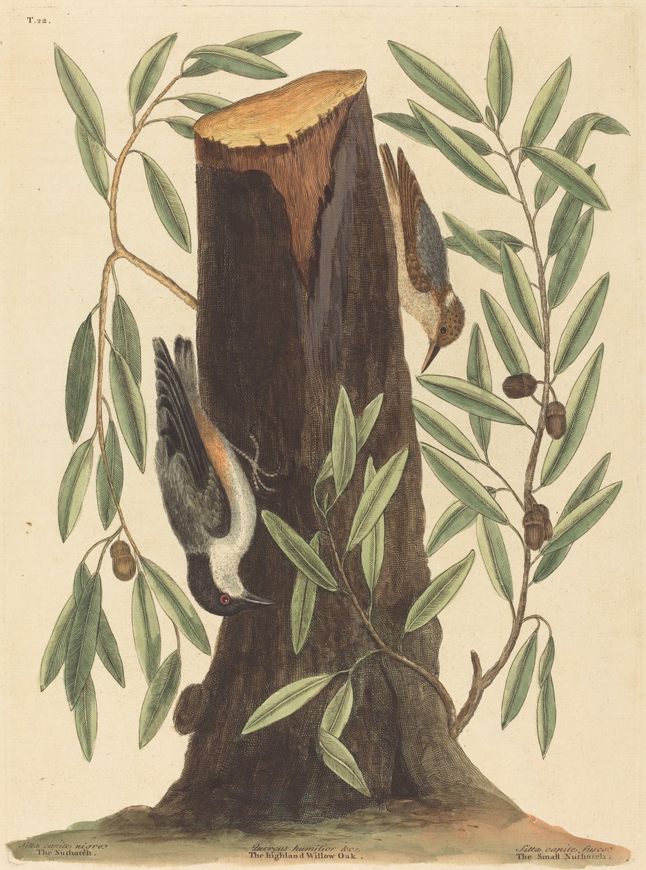 O Nuthatch (Sitta Europaea) de Mark Catesby