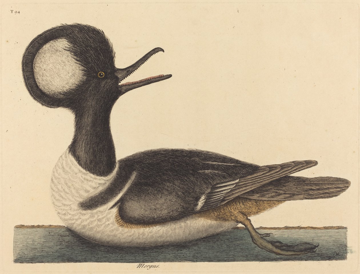 O pato com crista redonda (Mergus cucullatus) de Mark Catesby