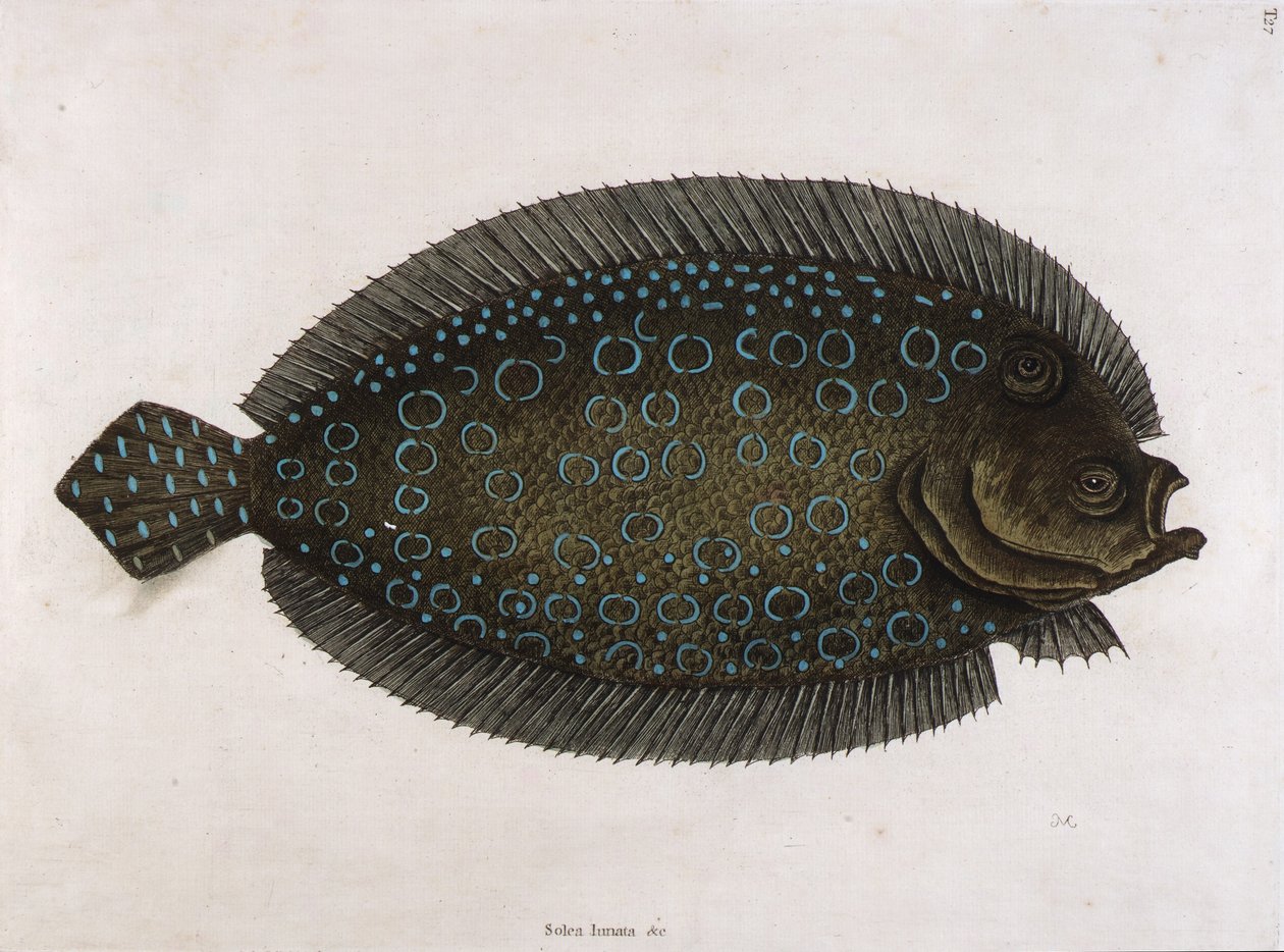 O linguado (Solea lunata  c) de Mark Catesby