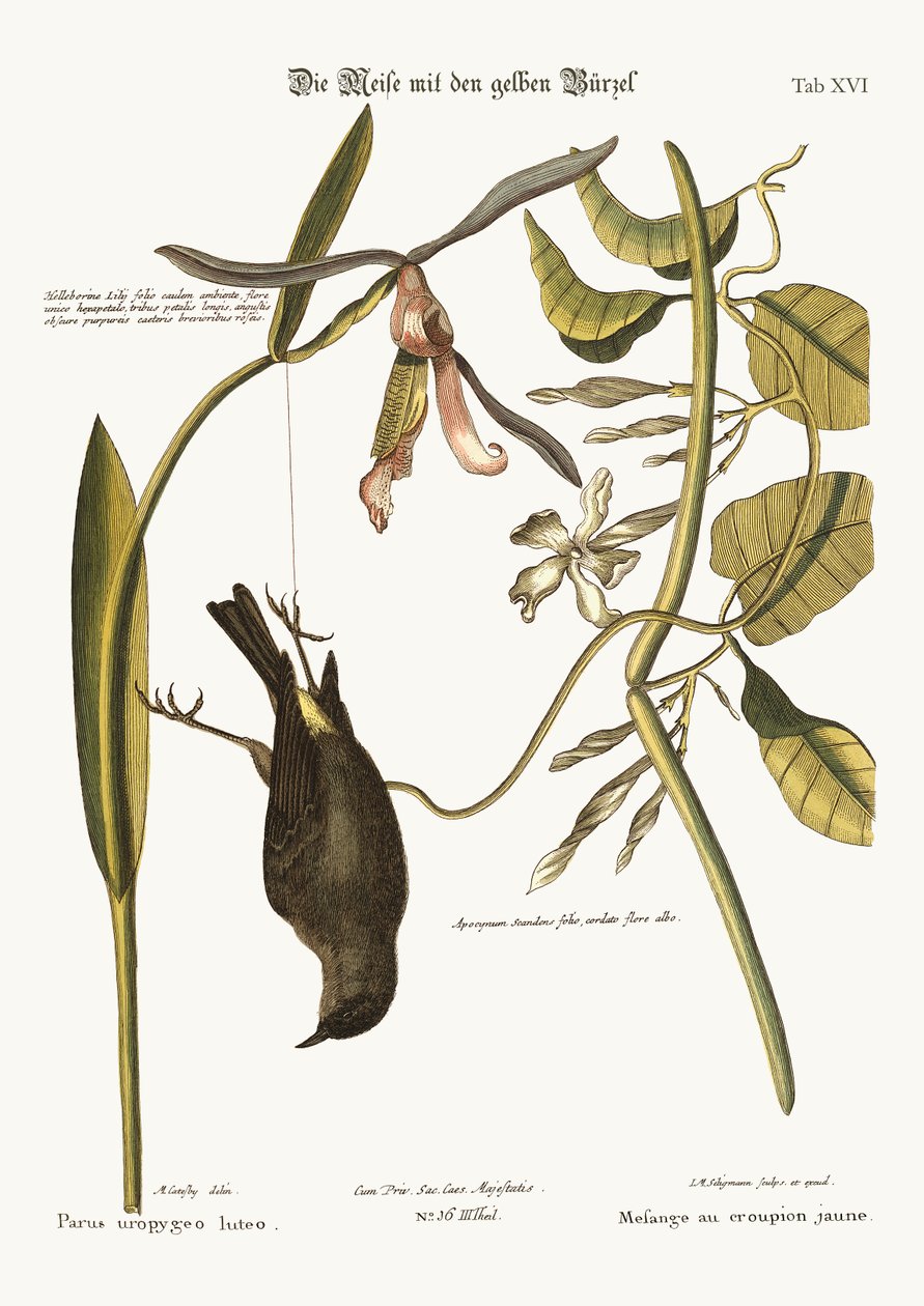 The Yellow-Rump, 1749-73 de Mark Catesby
