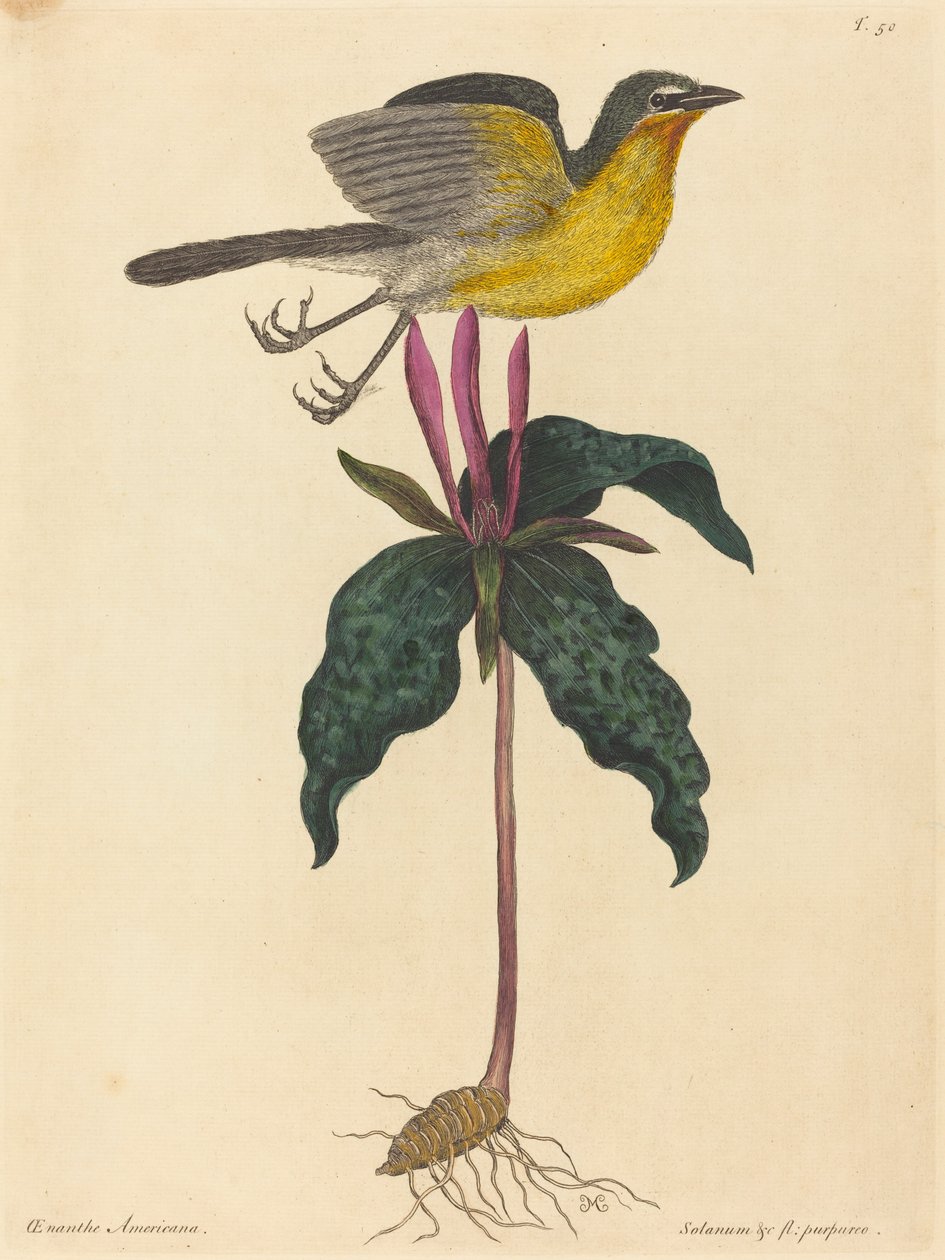 O bate-papo do peito amarelo de Mark Catesby