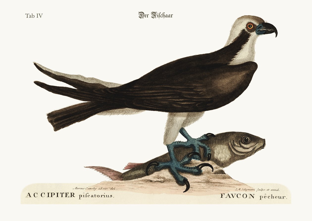 O falcão de pesca, 1749-73 de Mark Catesby