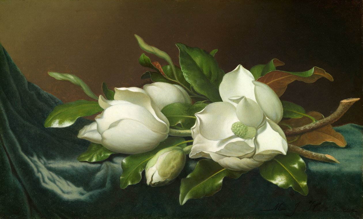 Magnólias em Pano de Veludo Azul Claro de Martin Johnson Heade
