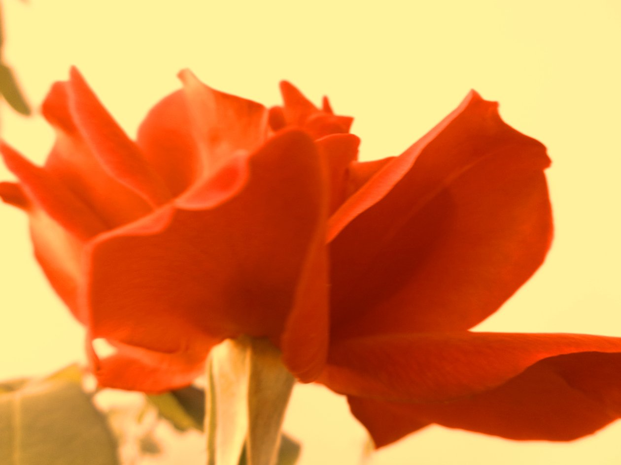 Rose Digital Art de Martina Konitzky
