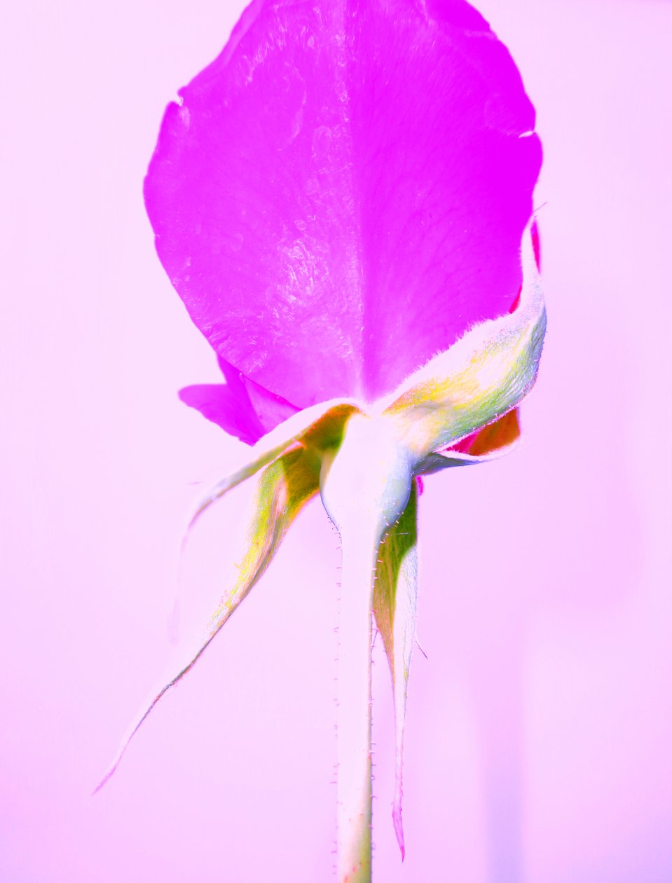Rosa Roxa de Martina Konitzky
