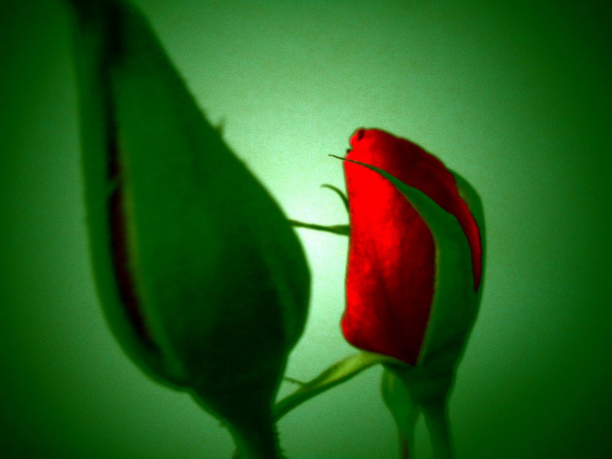 Vermelho Verde de Martina Konitzky