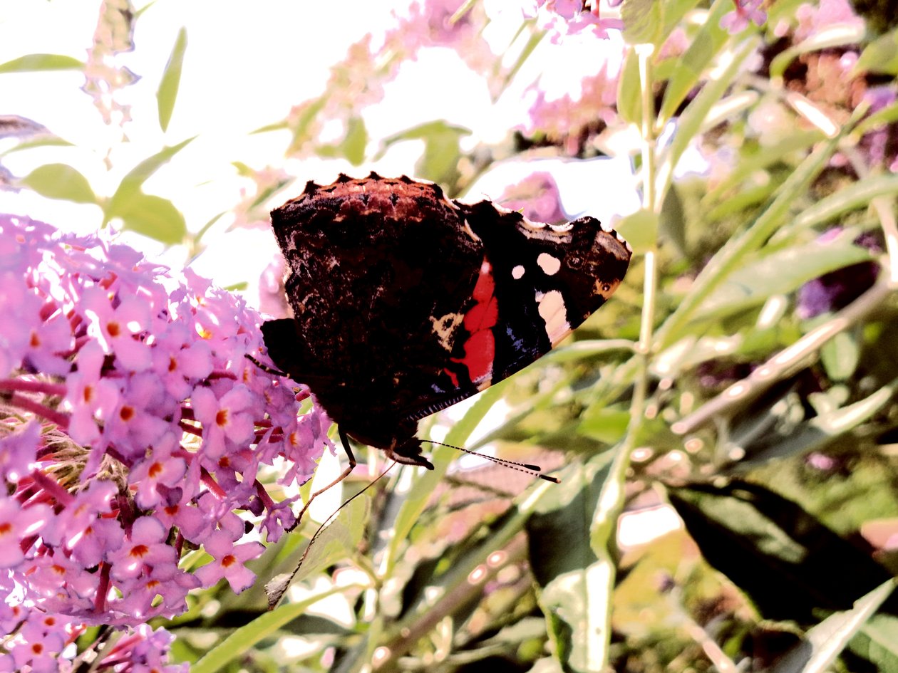 Borboleta de Martina Konitzky