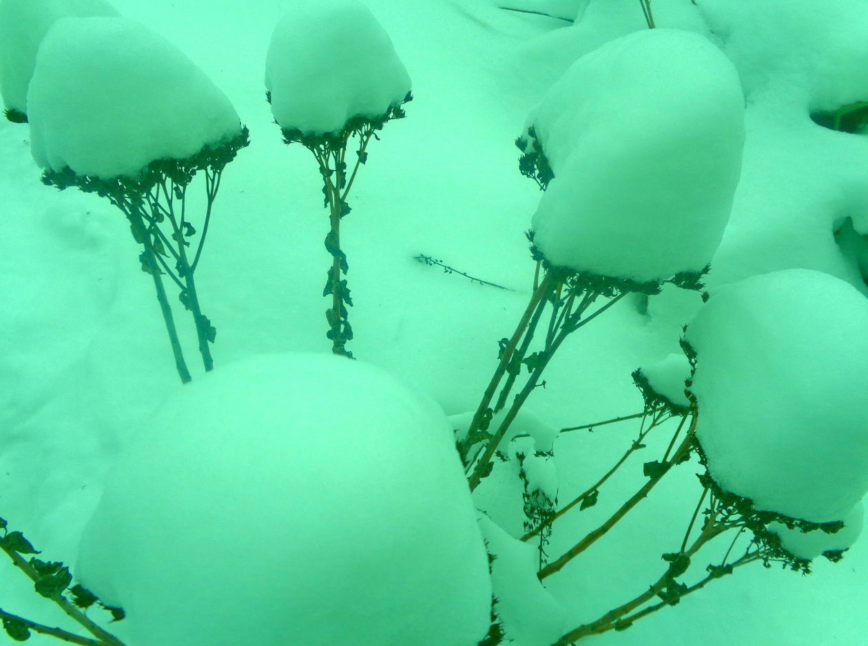 Hortelã de inverno de Martina Konitzky