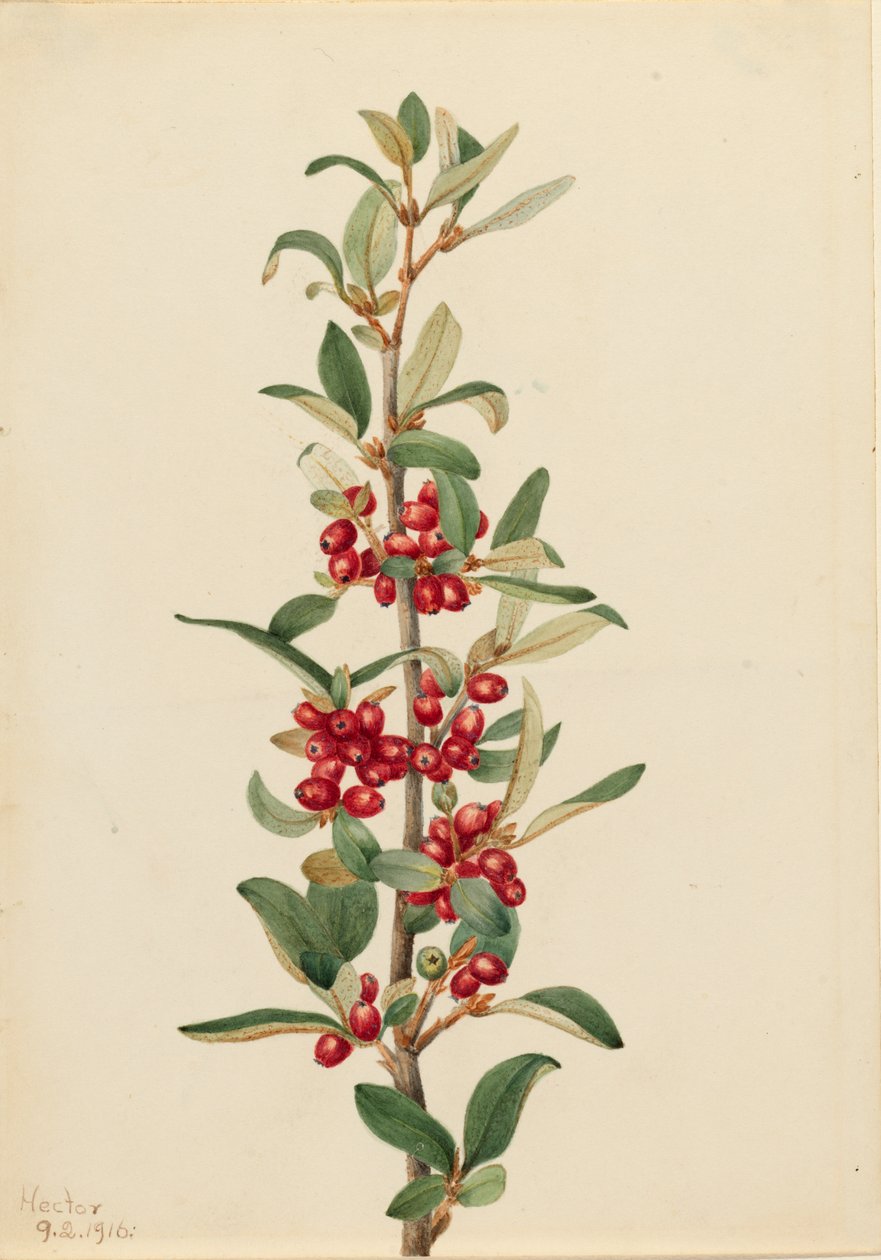 Canadá Buffaloberry Lepargyrea canadensis, 1916. de Mary Vaux Walcott