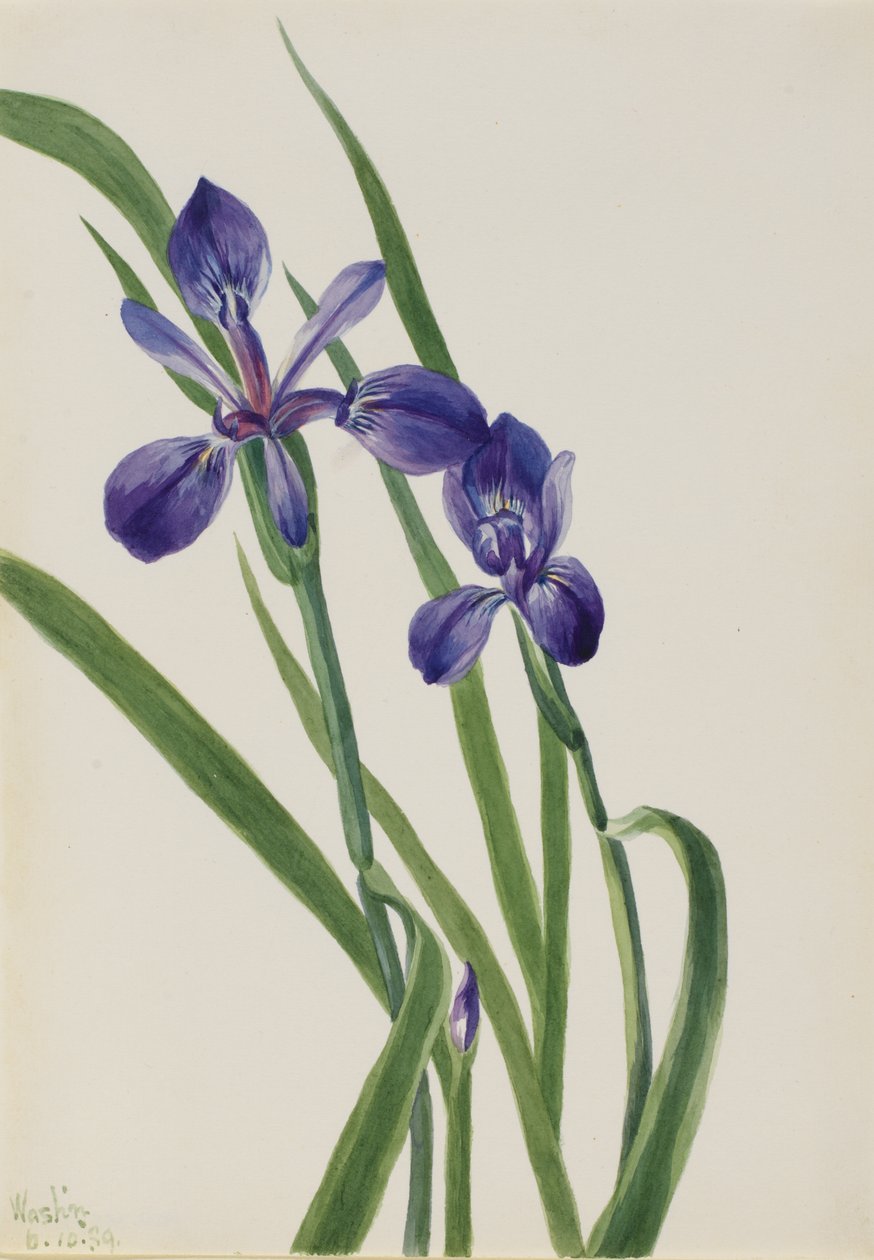 Iris (espécies de Iris) de Mary Vaux Walcott