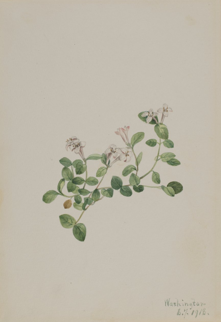 Partridgeberry Mitchella repena, 1918. de Mary Vaux Walcott