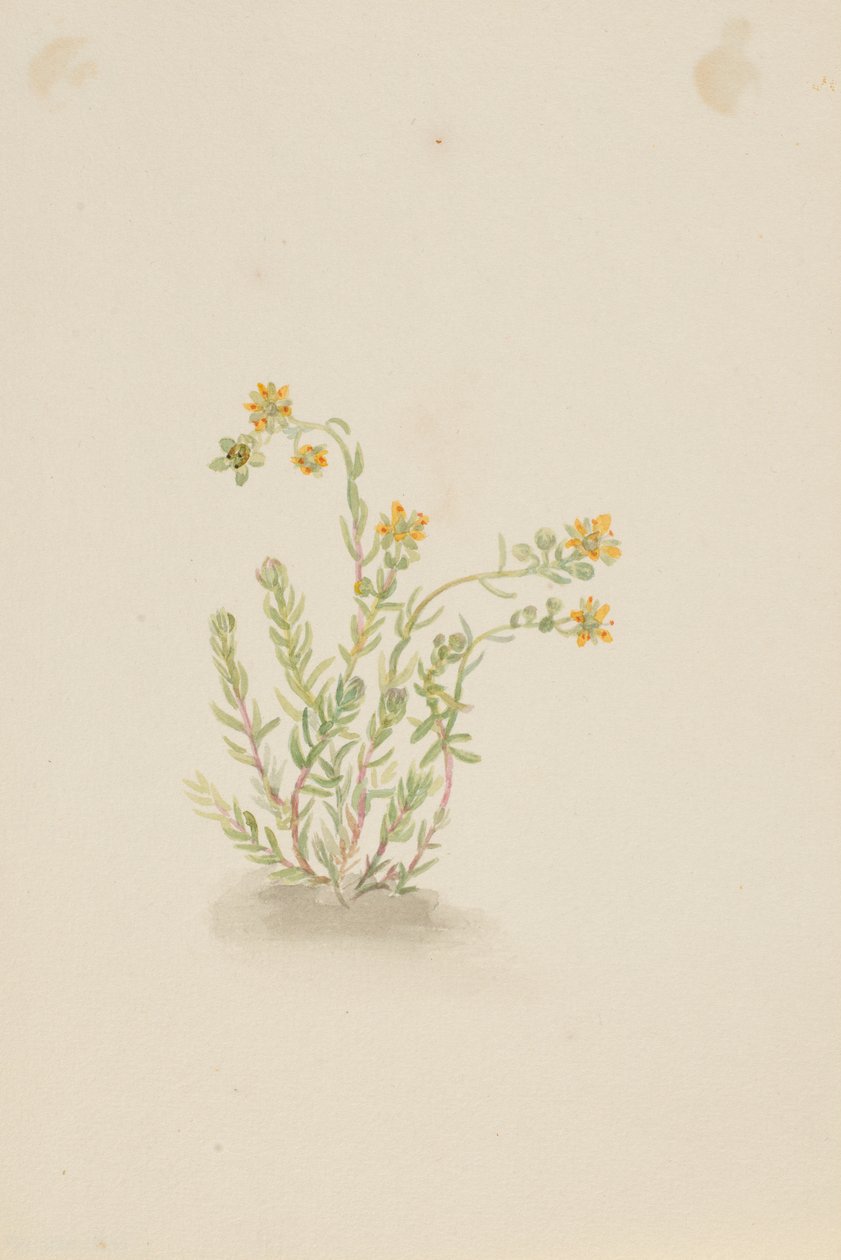Sedum stenopetalum de Mary Vaux Walcott