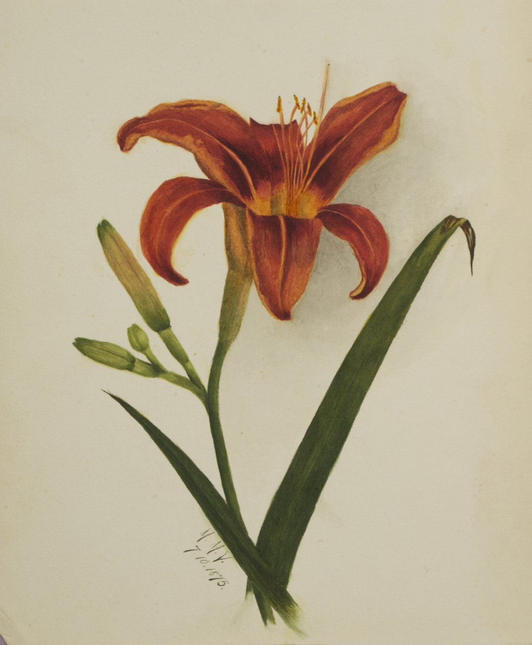 Sem título Lily, 1875. de Mary Vaux Walcott