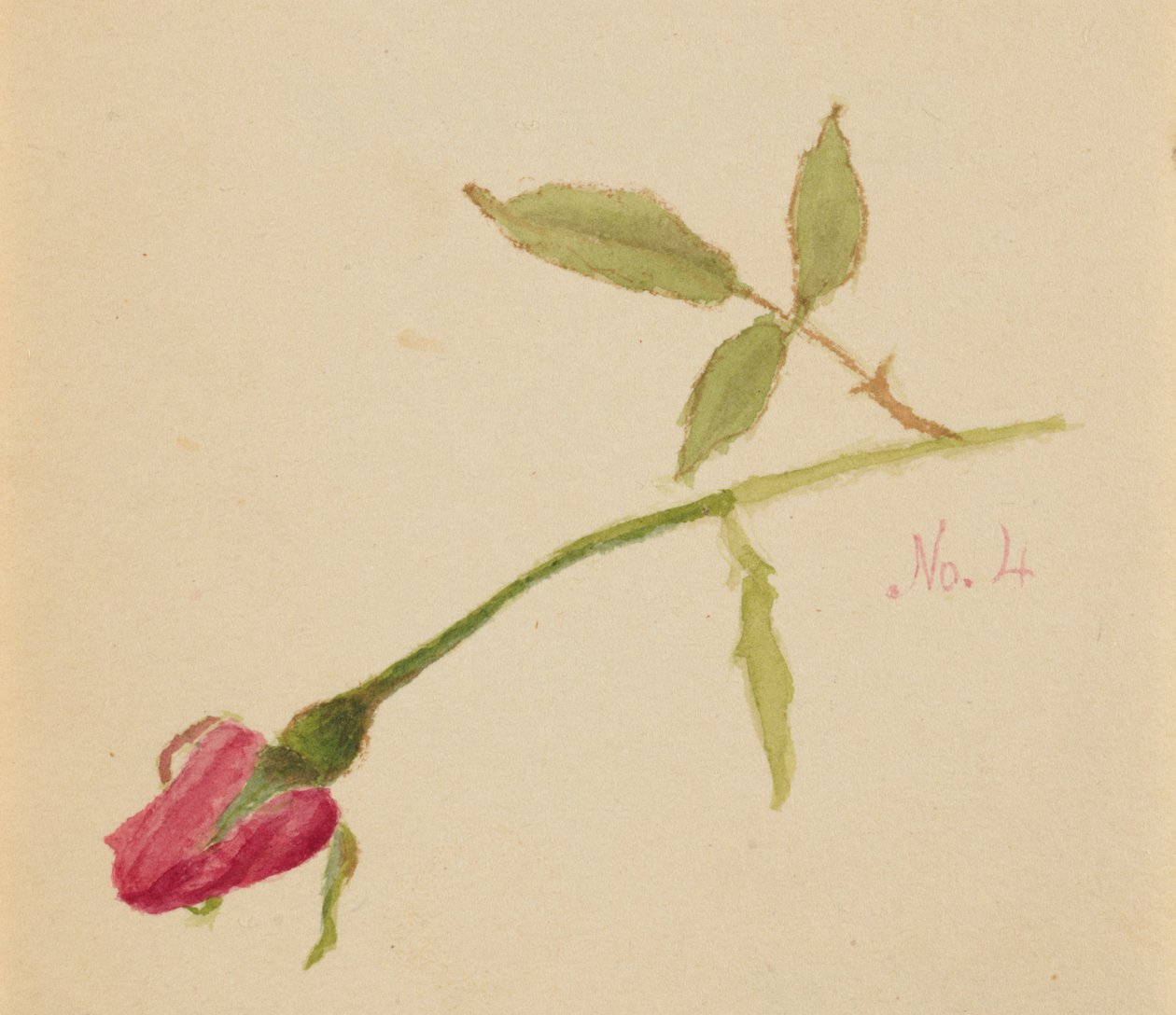 Rosa sem título, 1872. de Mary Vaux Walcott