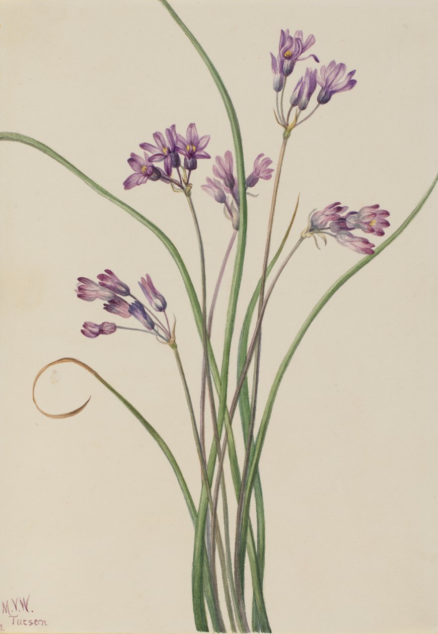 Wild Hyacinth Brodiaea pulchella, 1927. de Mary Vaux Walcott