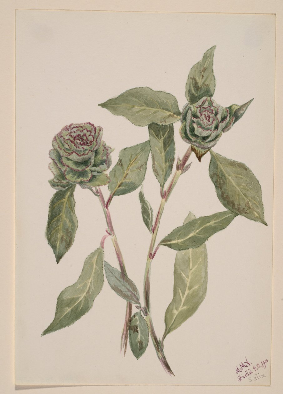 Salgueiro (Salix) de Mary Vaux Walcott