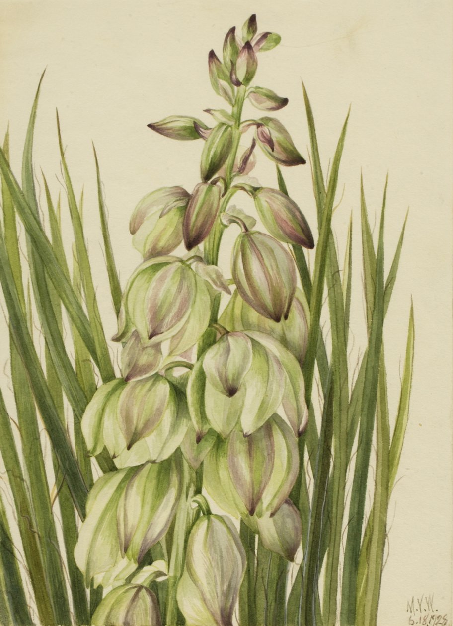 Yucca baileyi, 1928. de Mary Vaux Walcott