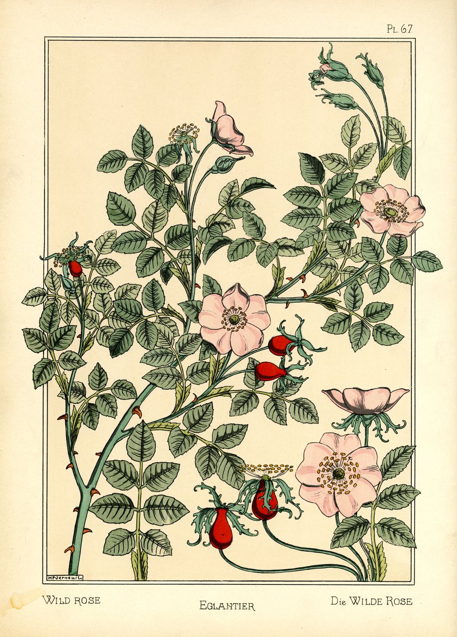 A Rosa Selvagem (lito colorido) de Maurice Pillard Verneuil