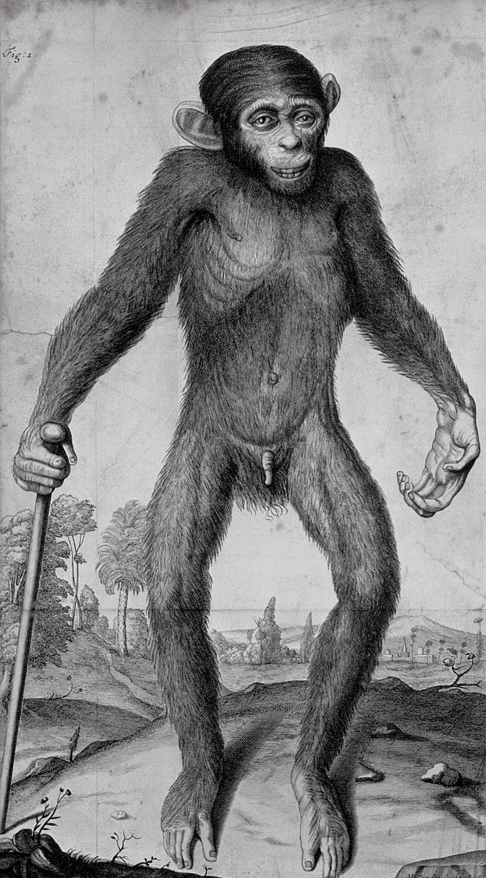 Chimpanzé, 1699 de Michael van der Gucht