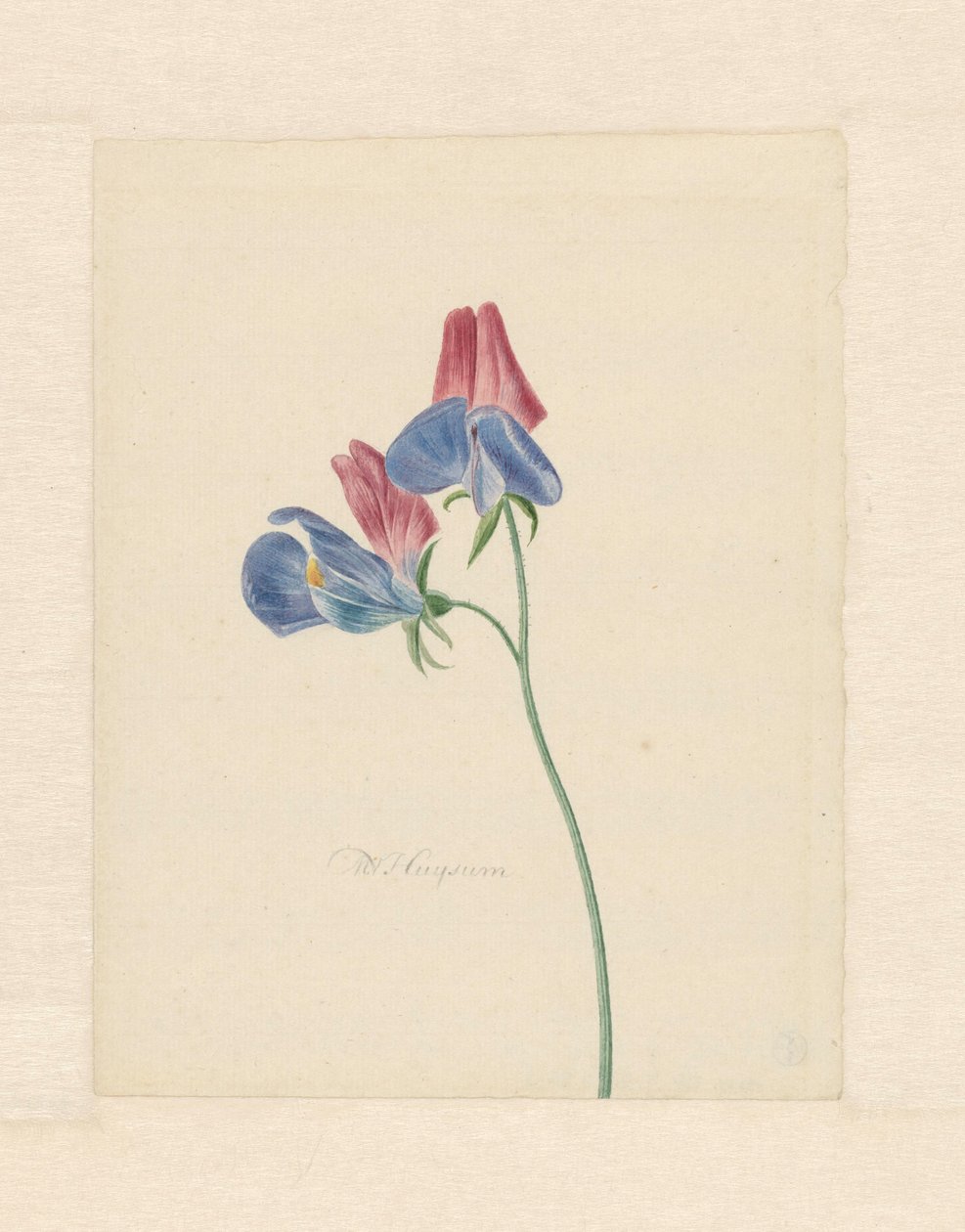 Ramo com duas flores de Michiel Van Huysum