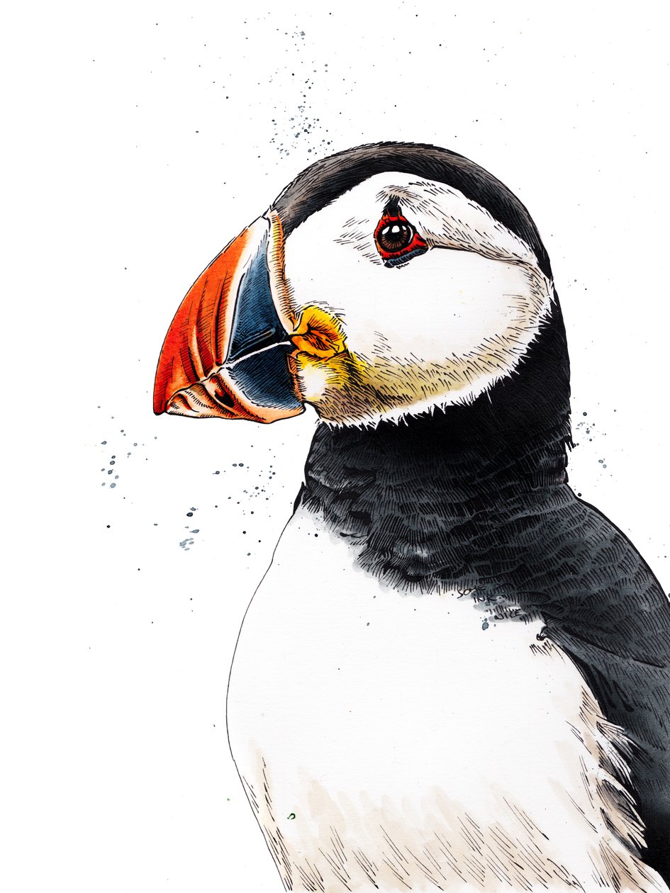 Clive The Puffin on White, 2019 de Mike Davis