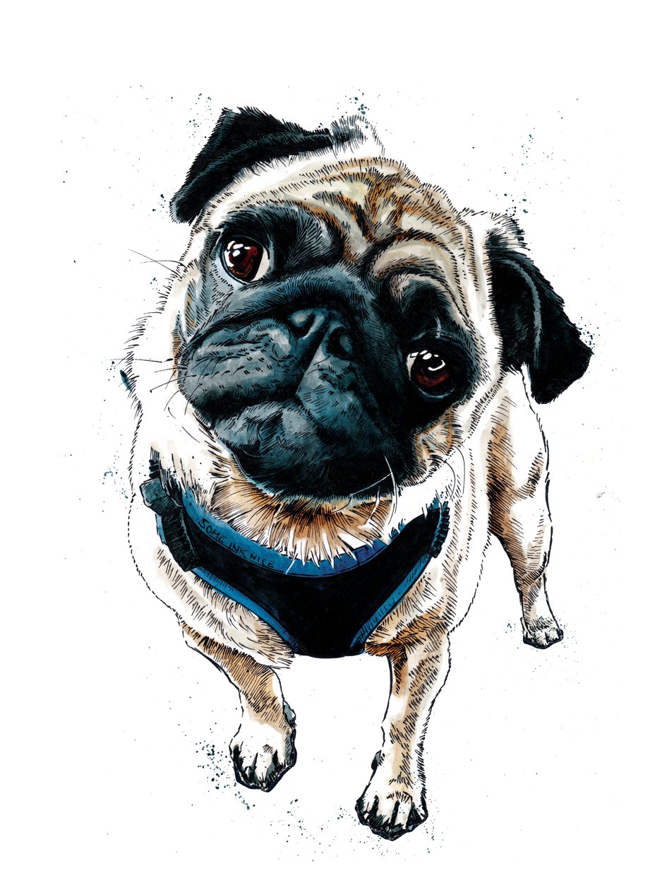 Teddy The Pug on White, 2019 de Mike Davis