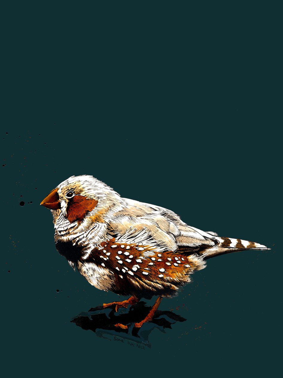 O Zebrafinch em Deep Cyan, 2020 de Mike Davis