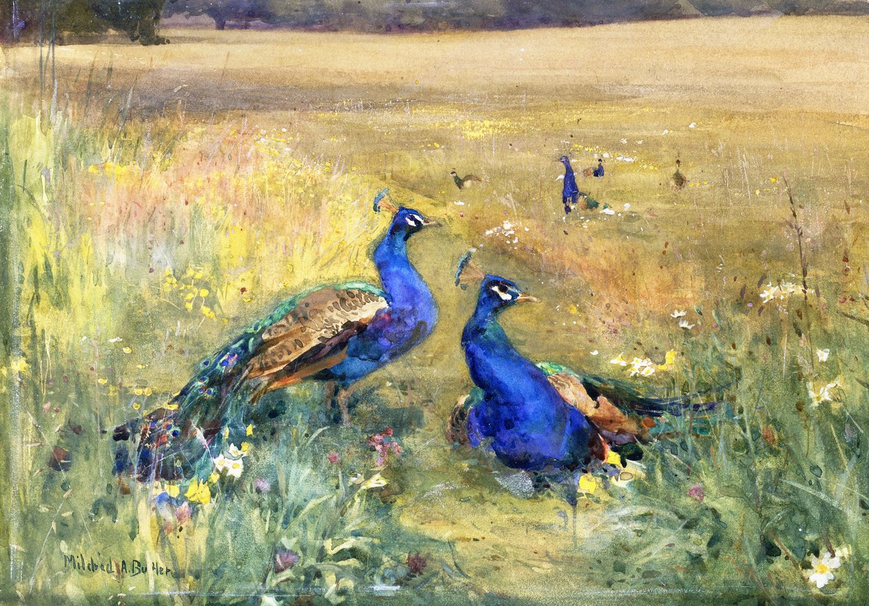 Pavões em um campo de Mildred Anne Butler