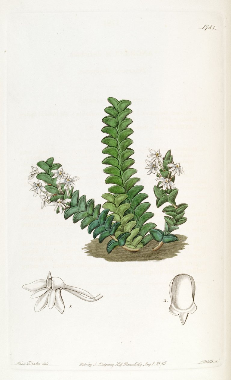 CYPRESS listrostachys de Miss Drake