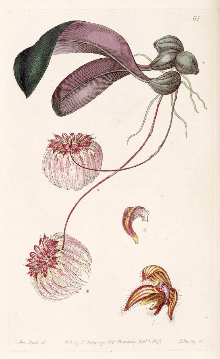 BulbophyUum dourado (syn. Cirrhopetalum salar) de Miss Drake