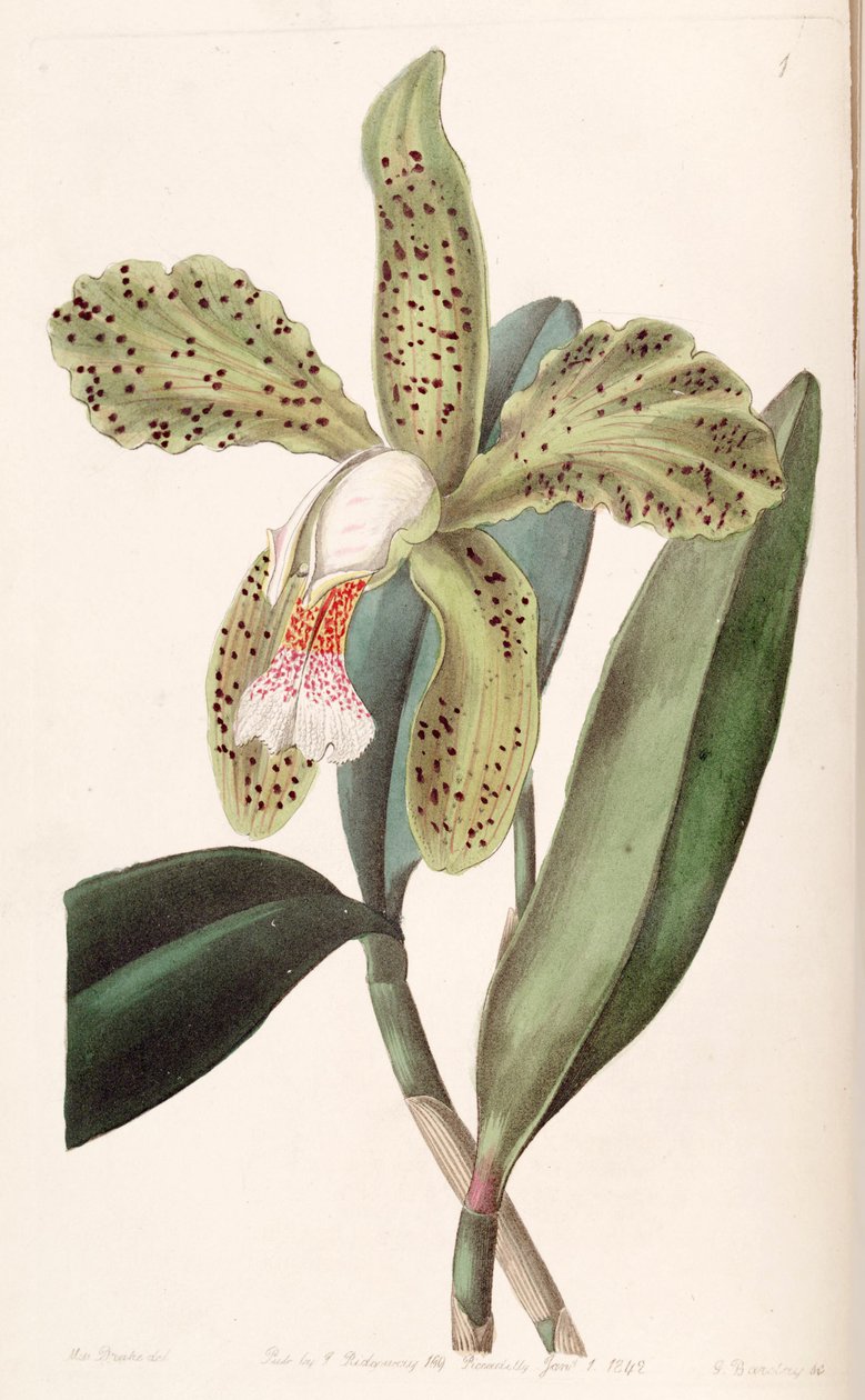 Cattleya granulosa de Miss Drake